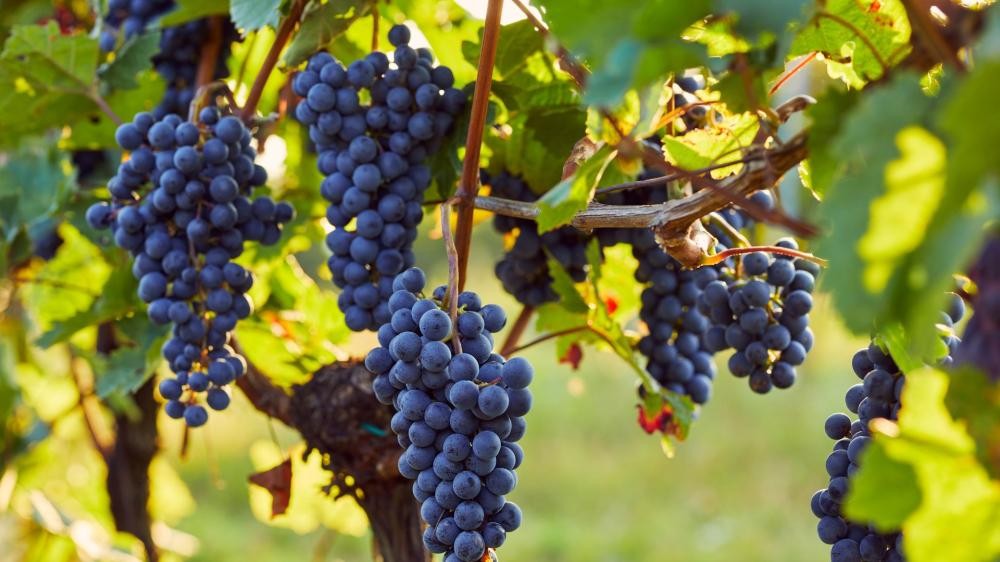 Mehrere Trauben dunkler Weintrauben hängen an Rebstöcken in einem Weinberg