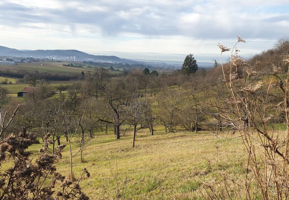 Landschaft mit hügeligem Wiesenhang, verstreuten Bäumen und weiter Sicht auf eine Stadt am Horizont unter bewölktem Himmel