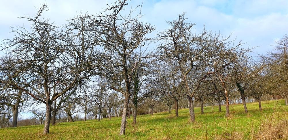 Foto von Streuobstbäumen