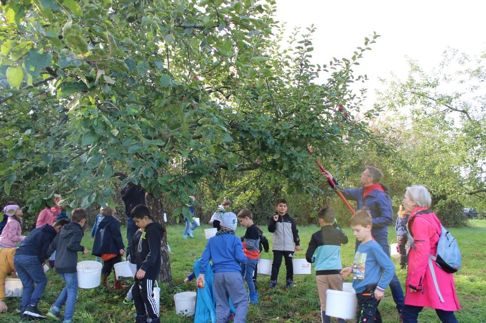 Kinder sammeln zusammen mit Ehrenamtlichen Äpfel in weißen Eimern.