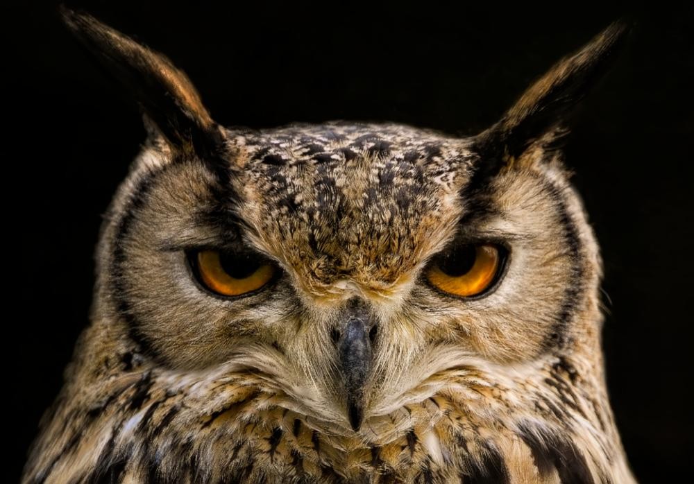 Nahaufnahme eines Uhus mit intensiv gelben Augen vor schwarzem Hintergrund
