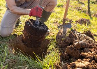 Symbolbild: Baum wird gepflanzt