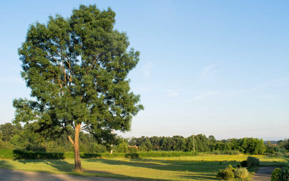 Ein großer Baum steht auf einer Wiese mit weiter Landschaft und blauem Himmel im Hintergrund
