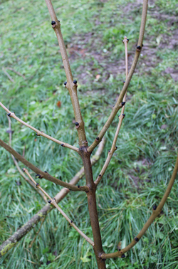 Von Eschentrieb befallene Äste