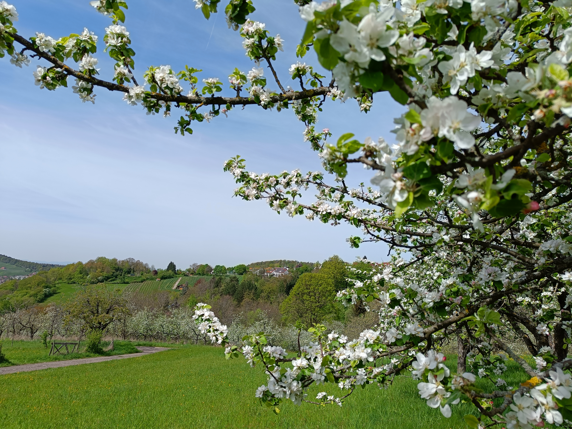 Grüne Wiese mit Kirschblüten im Vordergrund. Im Hintergrund sind Häuser in Breuningsweiler zu erkennen.