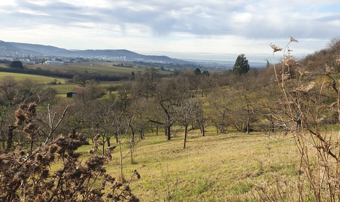 Symbolbild: Obstbaumwiese  in Winnenden
