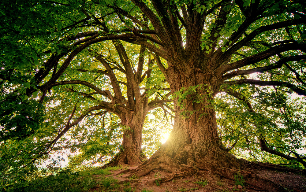Zwei große Bäume mit ausladenden Ästen und grünem Laub vor Sonnenlicht im Hintergrund