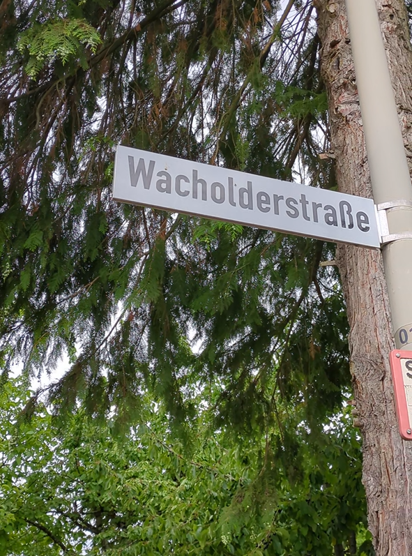 Straßenschild mit der Aufschrift 'Wacholderstraße' an einem Baumstamm befestigt vor grünen Baumzweigen