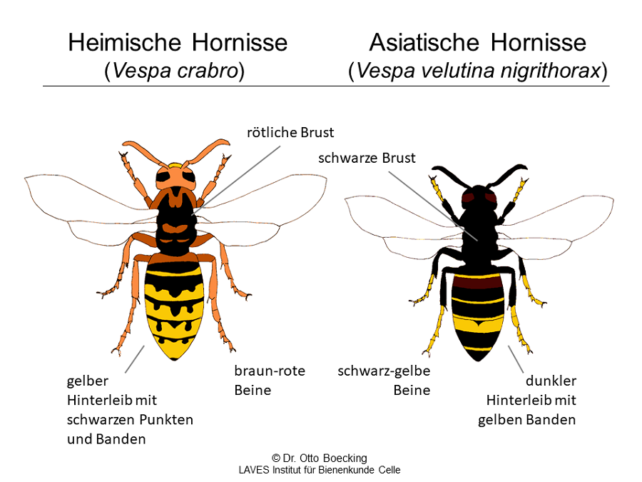 Vergleichende farbige Zeichnung einer heimischen Hornisse mit gelbem Hinterleib und braun-roten Beinen und einer asiatischen Hornisse mit schwarzem Brustbereich, schwarz-gelben Beinen und dunklem Hinterleib mit gelben Bändern