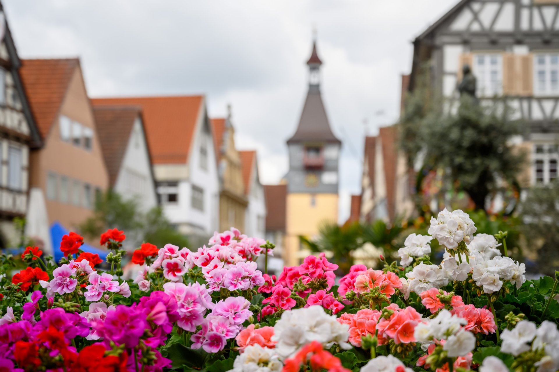 Im Vodergrund sind rote und pinkt Blumen zu sehen. Verschwommen im Hintergrund ist der Torturm zu erkennen.