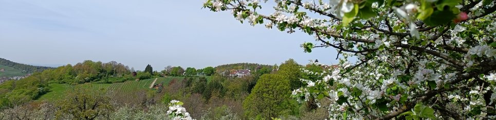 Streuobstwiesen –wir pflegen sie